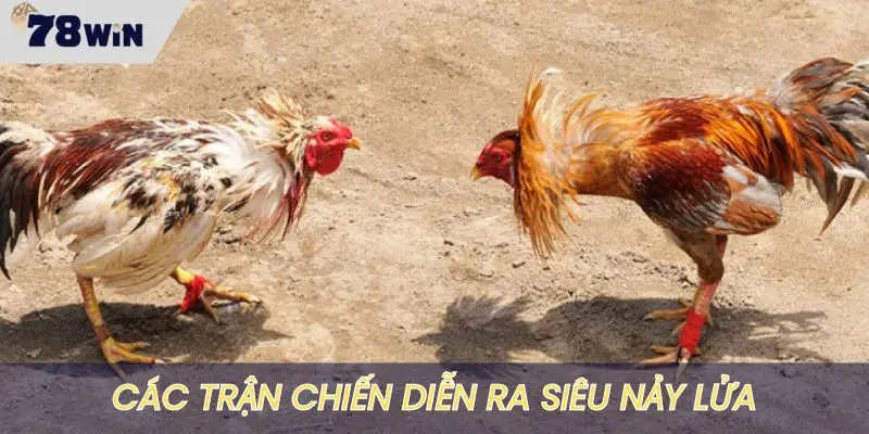 Các trận đấu tại 78WIN cực kỳ nảy lửa