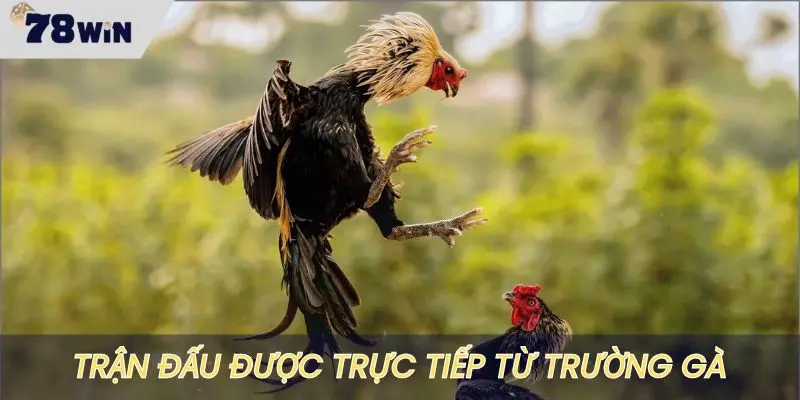 Hệ thống sẽ live trận đấu trực tiếp từ trường gà