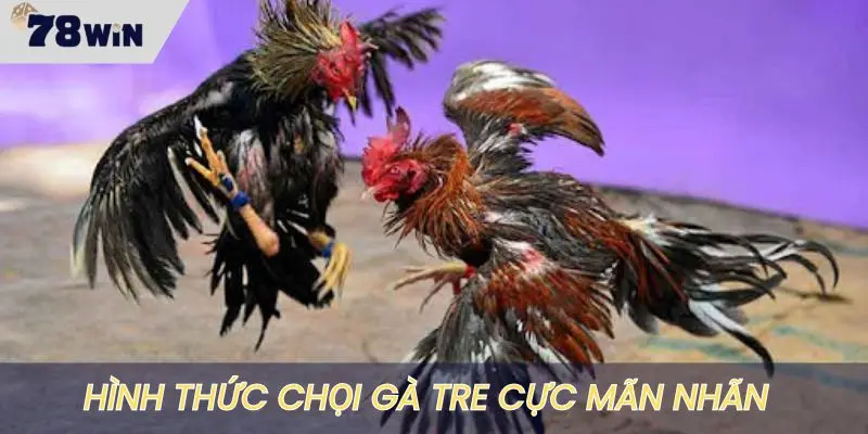 Các trận đấu gà tre tại sới gà cực kỳ mãn nhãn