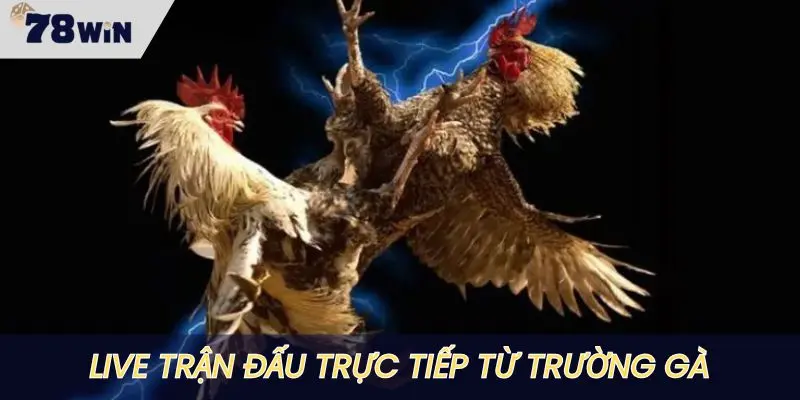 Đồ hoạ live trận đấu tại trường gà cực nét