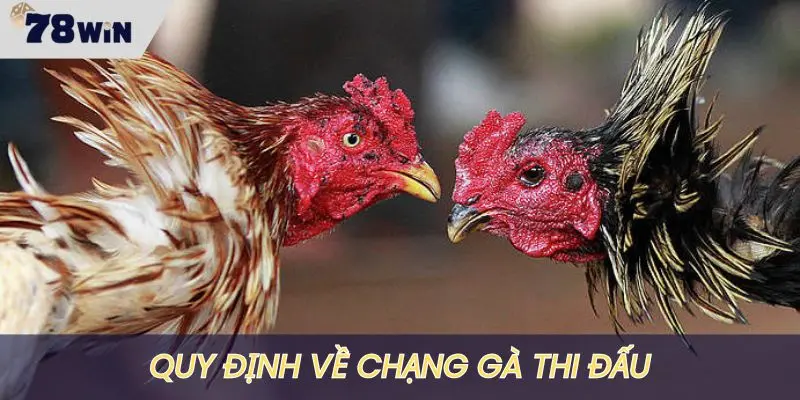 Chạng gà được quy định cực kỳ chặt chẽ